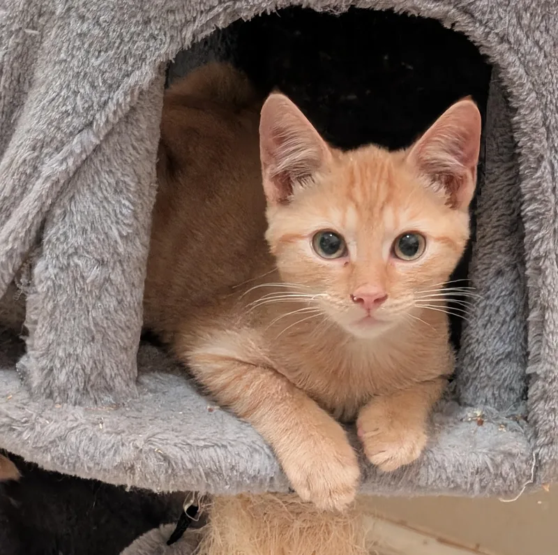 A baby medium-sized male Orange / Red Domestic Short Hair cat named Murph for adoption in Jacksonville, FL