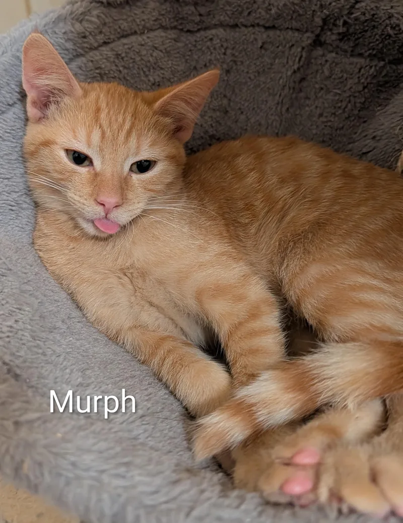 Murph thumbnail 3