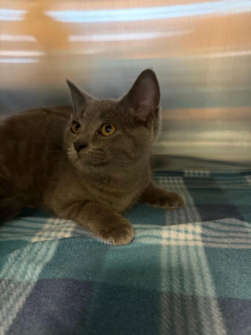 A baby medium-sized male Gray / Blue / Silver Domestic Short Hair cat named Rhino for adoption in Sterling Heights, MI