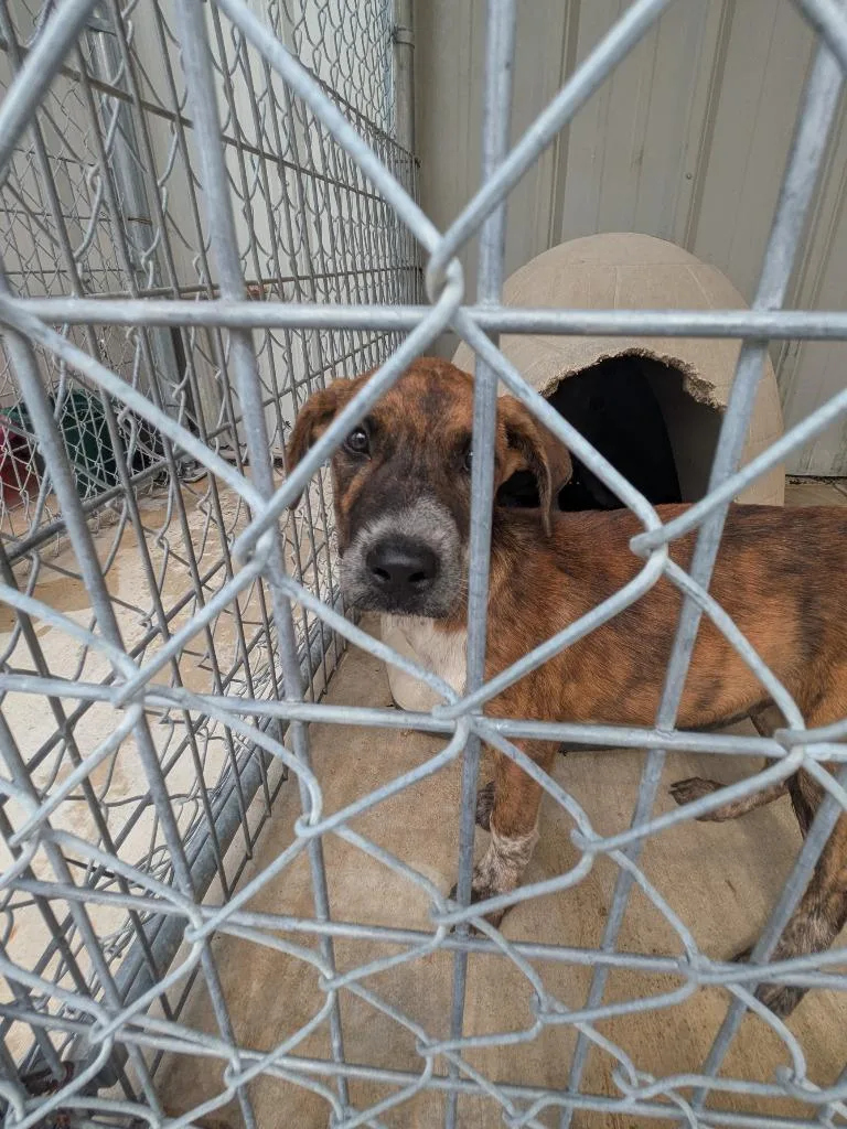 A baby small-sized male Shepherd dog named Blazo for adoption in Brownwood, TX