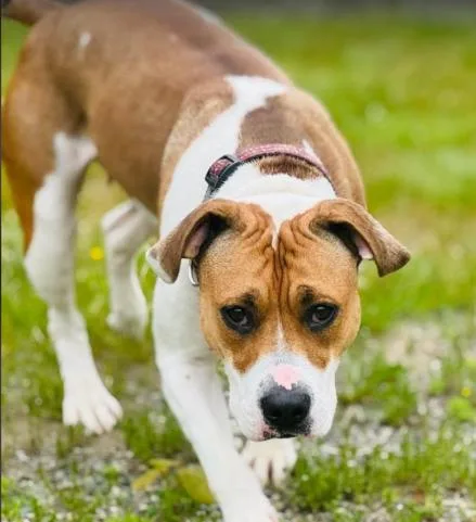 An adult large-sized female Pit Bull Terrier dog named Gypsy for adoption in Albany, NY