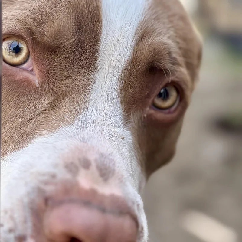 An adult medium-sized male Labrador Retriever dog named Earllocal for adoption in Warwick, RI