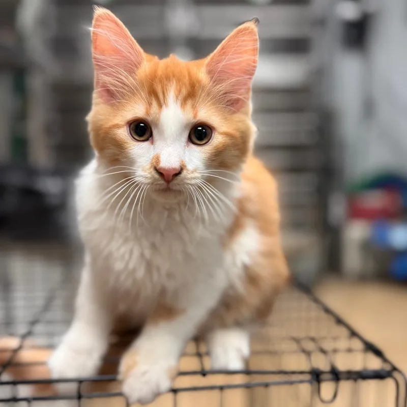 A baby small-sized male Orange / Red Domestic Long Hair cat named Shaggy for adoption in Birdsboro, PA