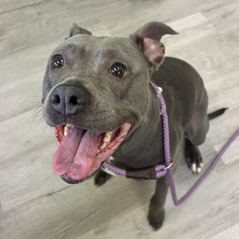 An adult large-sized female Gray / Blue / Silver Pit Bull Terrier dog named Storm for adoption in Emporia, KS
