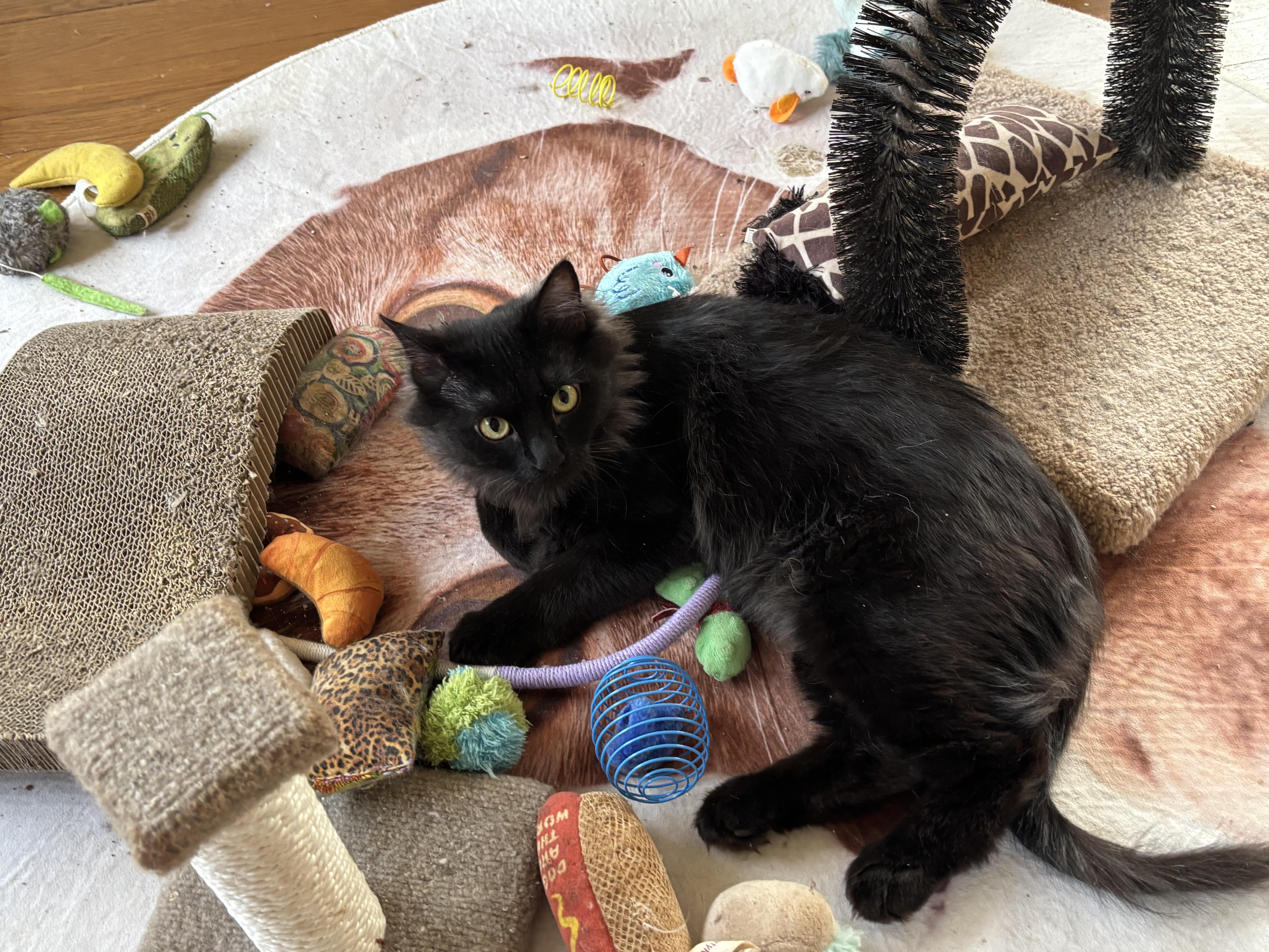 A young medium-sized male Black Persian cat named Manny for adoption in Fairfax, VA