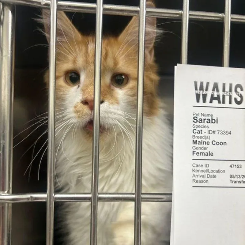 An adult medium-sized female Orange & White Maine Coon cat named Sarabi for adoption in Lake Havasu City, AZ