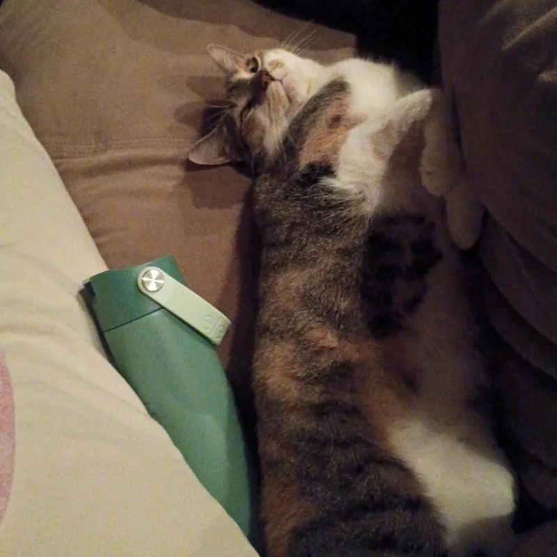 An adult medium-sized female Calico Domestic Short Hair cat named Ginger C for adoption in Minnetonka, MN