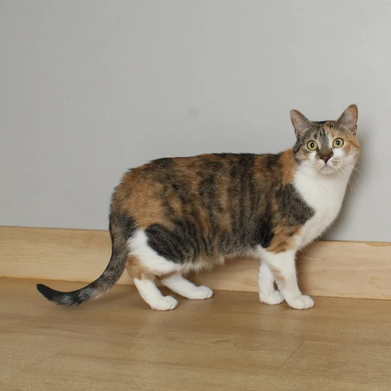 Ginger C thumbnail 3