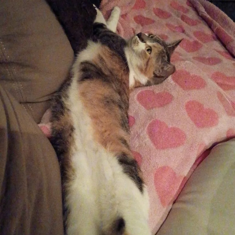 Ginger C thumbnail 6