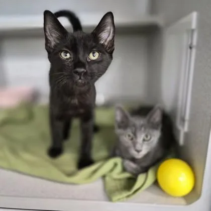 A baby small-sized male Domestic Short Hair cat named Mojo Jojo for adoption in Sacramento, CA