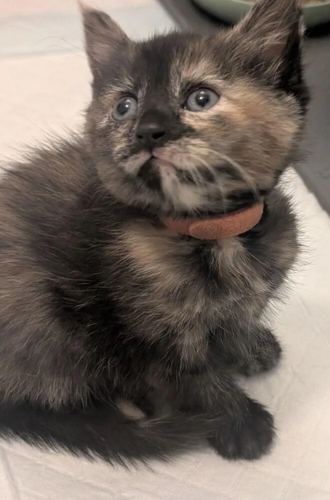 A baby small-sized female Domestic Short Hair cat named Saffron for adoption in Dayton, OH