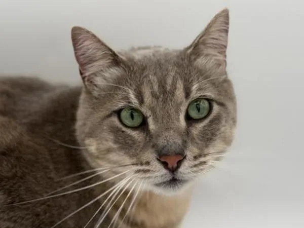 An adult large-sized male Domestic Short Hair cat named Merlin for adoption in Portland, OR