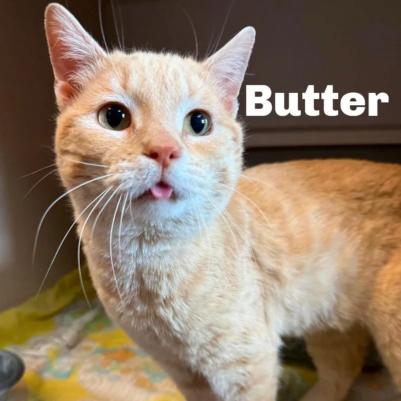 Butter