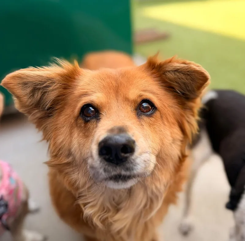 A senior medium-sized female Red / Chestnut / Orange Mixed Breed dog named Amber for adoption in Mount Juliet, TN