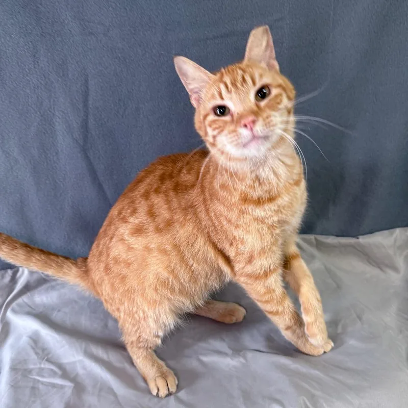 An adult medium-sized male Orange & White Domestic Short Hair cat named Dre for adoption in Jacksonville, NC