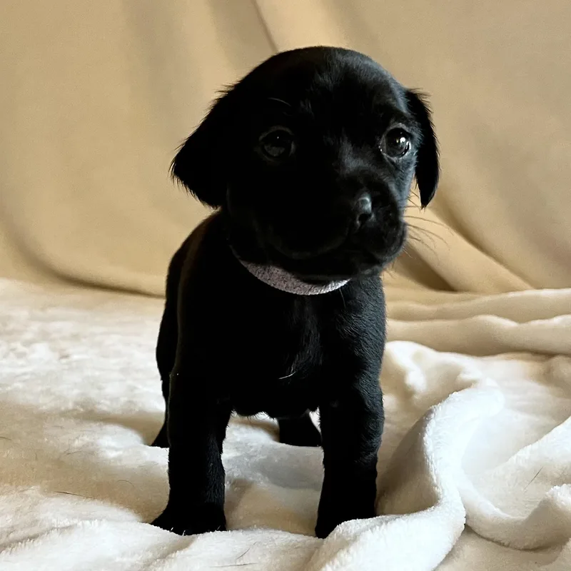 A baby small-sized female Black Chihuahua dog named Megara for adoption in Liverpool, TX