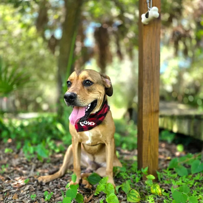 A young medium-sized male Yellow / Tan / Blond / Fawn Mixed Breed dog named Bolt for adoption in Port Charlotte, FL