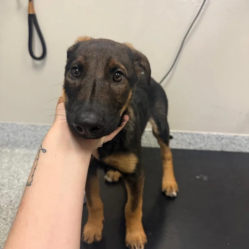 A baby small-sized female German Shepherd Dog dog named Rachel for adoption in Reno, NV