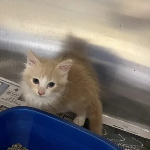 A baby small-sized male Orange / Red Domestic Medium Hair cat named Zeke Baylor for adoption in Winston-Salem, NC