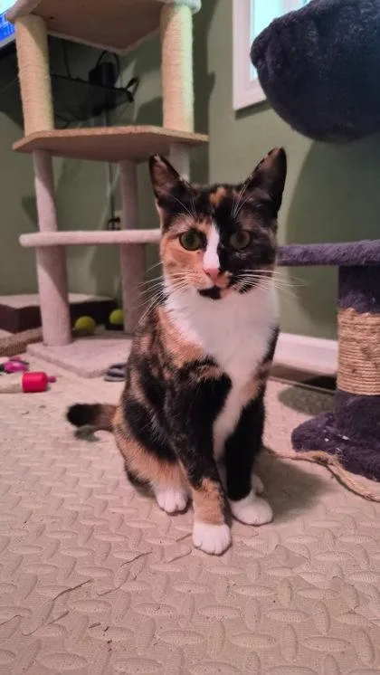 An adult medium-sized female Domestic Short Hair cat named Grace for adoption in Berwick, PA