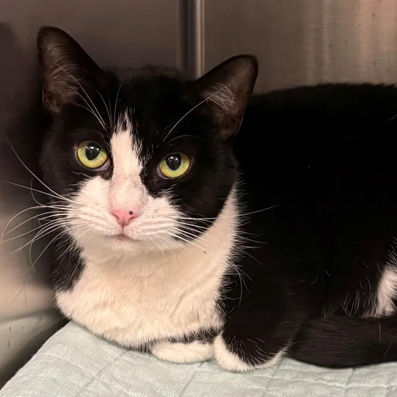 An adult medium-sized female Black Domestic Short Hair cat named Emmy Lou for adoption in East Hanover, NJ