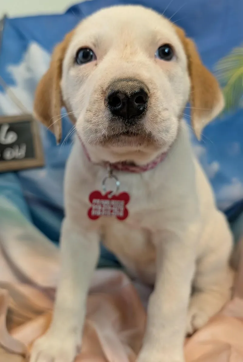 A baby large-sized female White / Cream Great Pyrenees dog named Genevieve Mushaluk for adoption in Kiowa, OK
