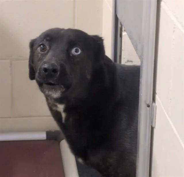 A young medium-sized male Husky dog named Bo for adoption in Anchorage, AK
