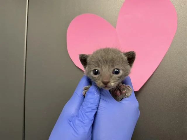A baby small-sized female Domestic Short Hair cat named Right Front for adoption in Ontario, CA