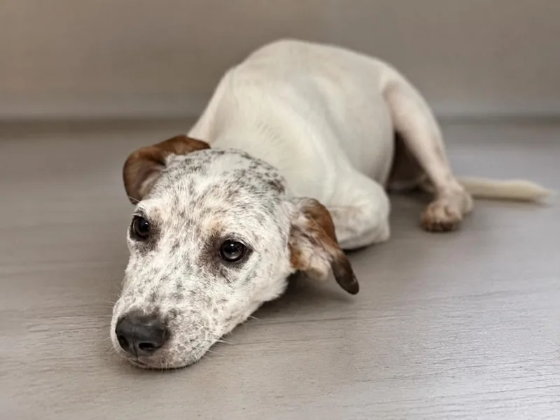 A baby extra large-sized female Mixed Breed dog named Bubbles for adoption in North Syracuse, NY
