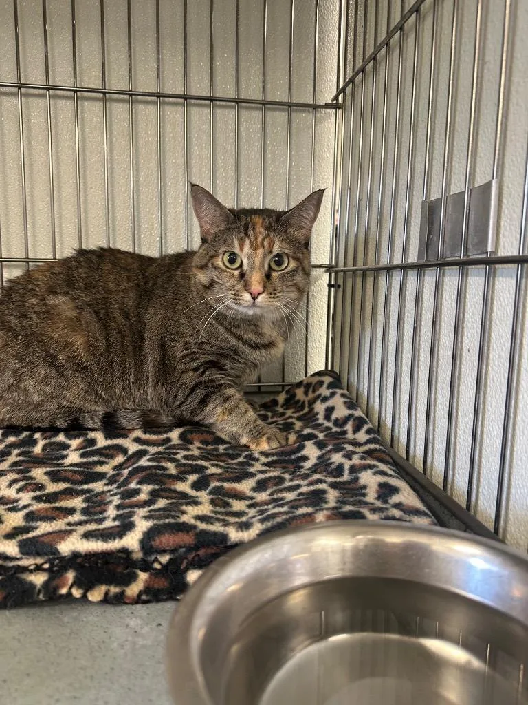 An adult medium-sized female Domestic Short Hair cat named Nezuko for adoption in Rock Springs, WY