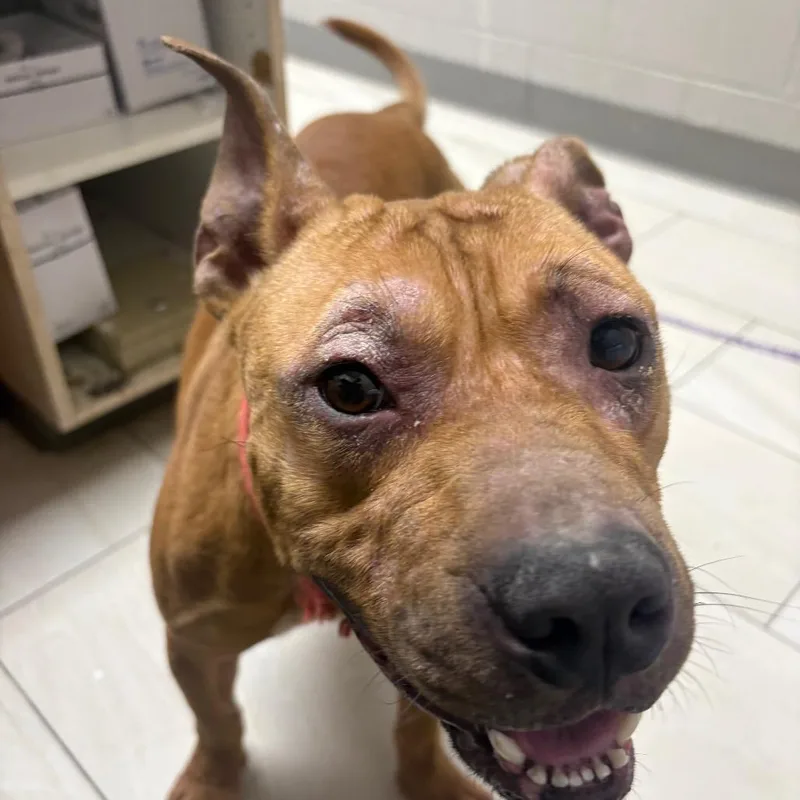 An adult medium-sized male Brown / Chocolate Pit Bull Terrier dog named Messi for adoption in Lufkin, TX