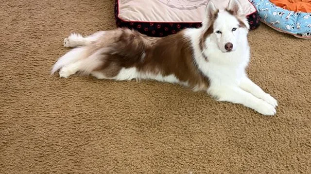 Foxy Roxy