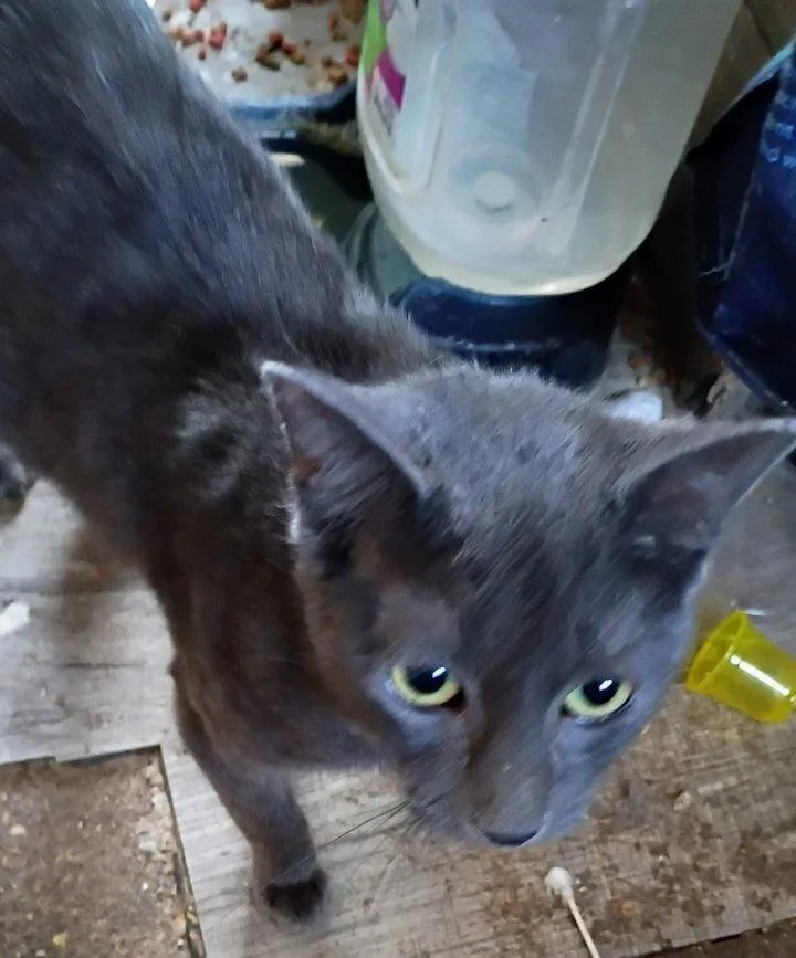 An adult medium-sized male Gray / Blue / Silver Domestic Short Hair cat named Soupc for adoption in Metamora, IL