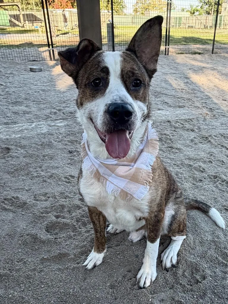 An adult medium-sized male Mixed Breed dog named Goliath for adoption in Muskegon, MI