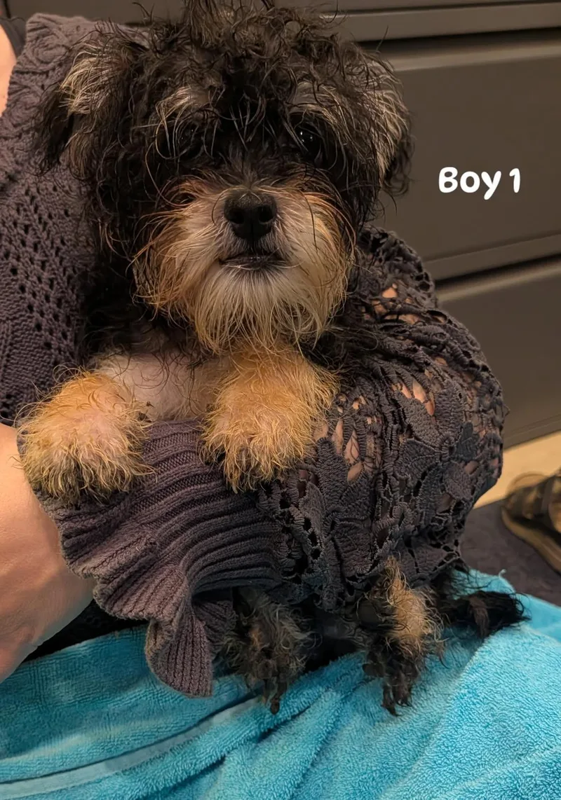 A baby small-sized male Bicolor Shih Tzu dog named boy  from Cookies for adoption in Brockport, NY