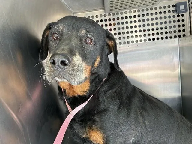 An adult large-sized female Rottweiler dog named Gladys for adoption in Mesa, AZ