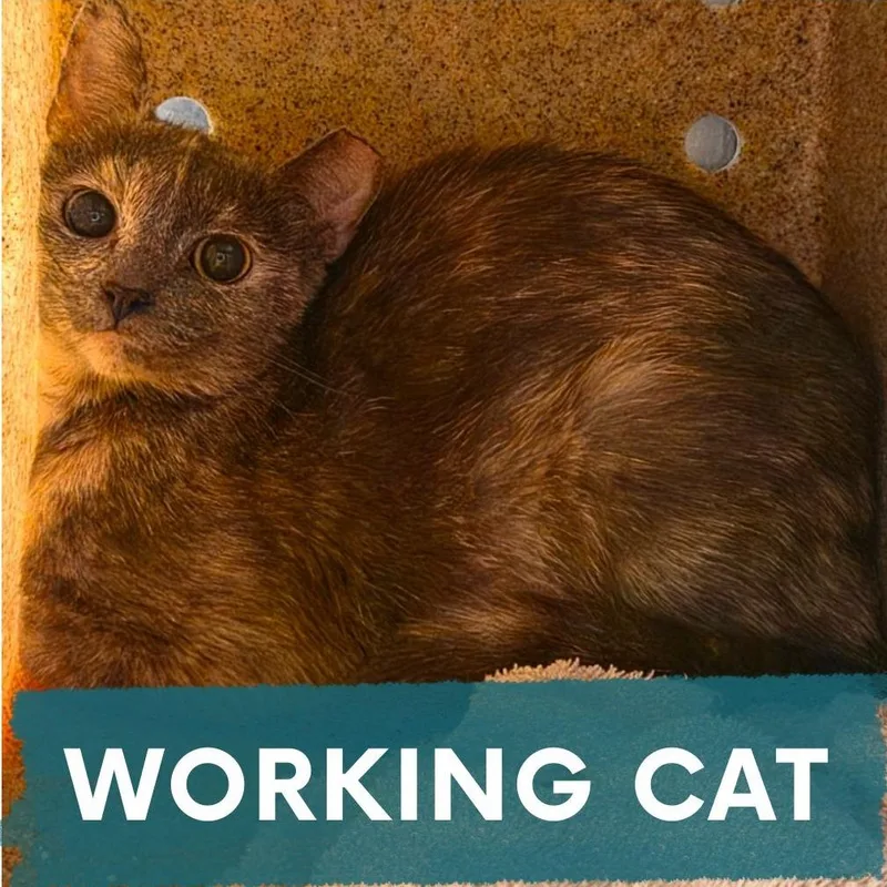 A young medium-sized female Torbie Domestic Short Hair cat named Apple for adoption in Asheville, NC