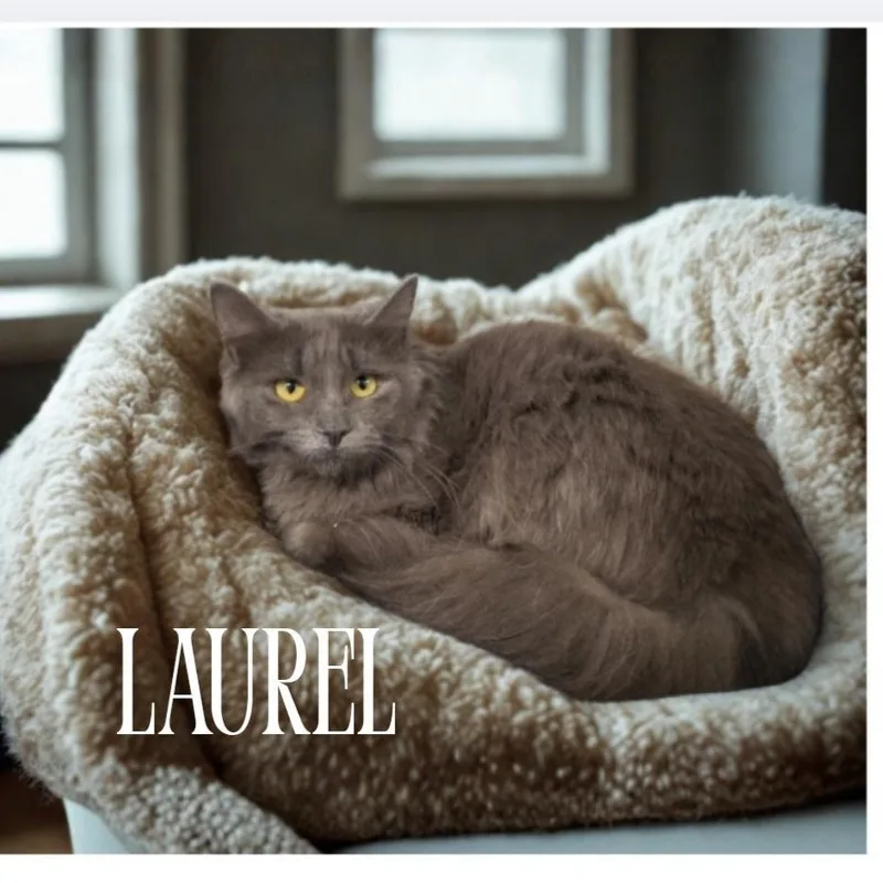 Laurel