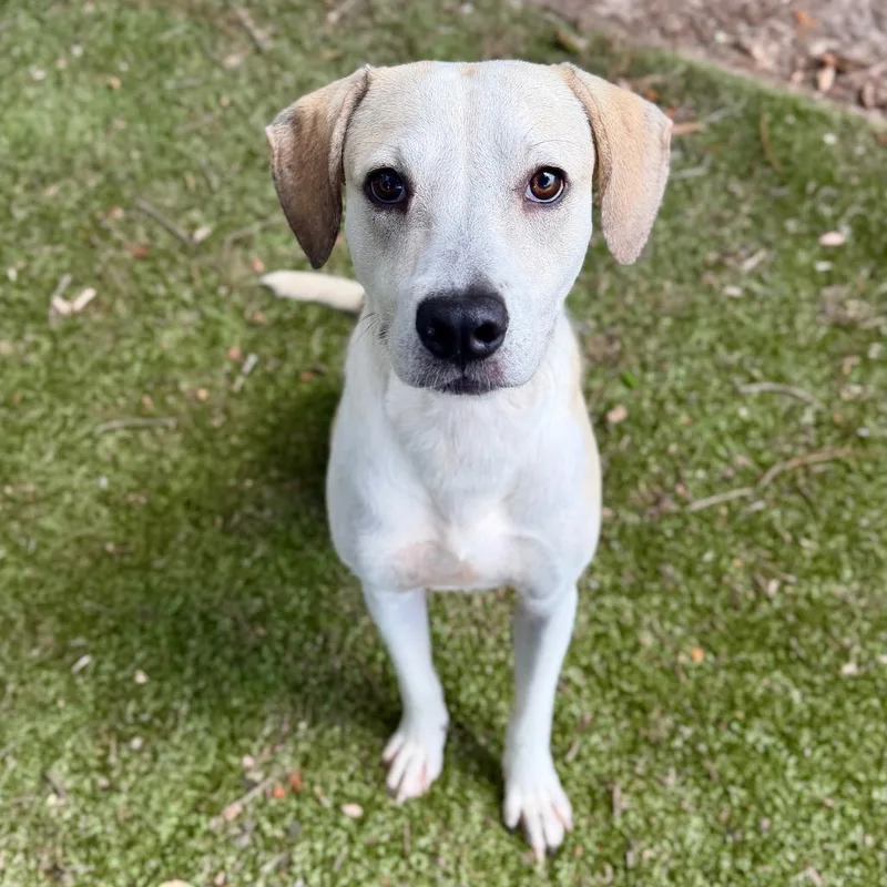 An adult medium-sized male Mixed Breed dog named Bo for adoption in Milton, FL