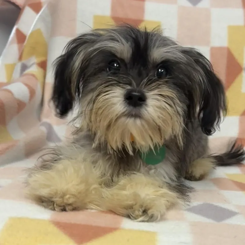 A baby small-sized female Brown / Chocolate Yorkshire Terrier dog named Harper for adoption in St. Peters, MO