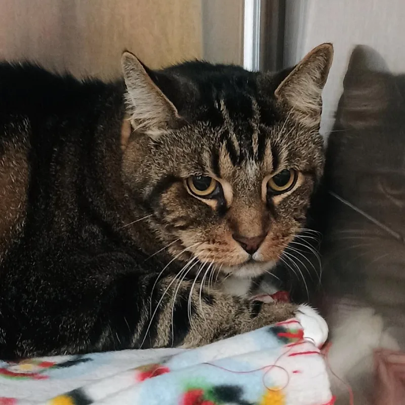 A senior extra large-sized male Brown / Chocolate Domestic Short Hair cat named Popeye for adoption in Palestine, TX