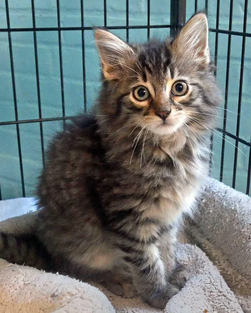 A baby small-sized male Domestic Long Hair cat named Buster for adoption in Bloomingdale, NJ