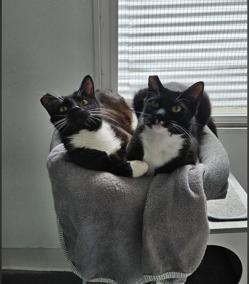 A young medium-sized female Black & White / Tuxedo Domestic Short Hair cat named Peas & Carrots for adoption in Des Moines , WA