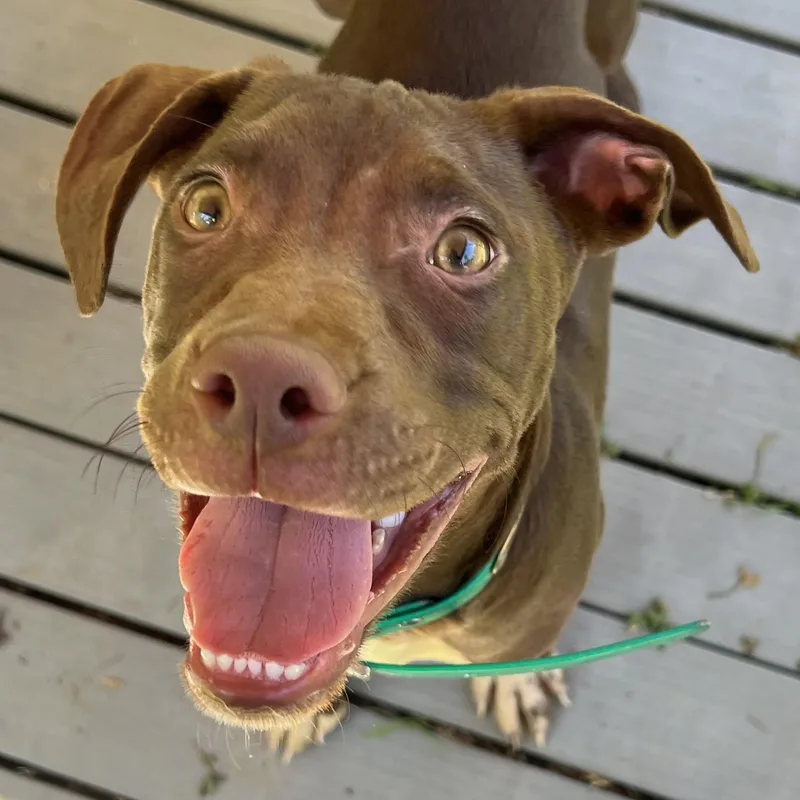 A baby medium-sized male Brown / Chocolate German Shorthaired Pointer dog named Kayce for adoption in Cedar Mountain, NC
