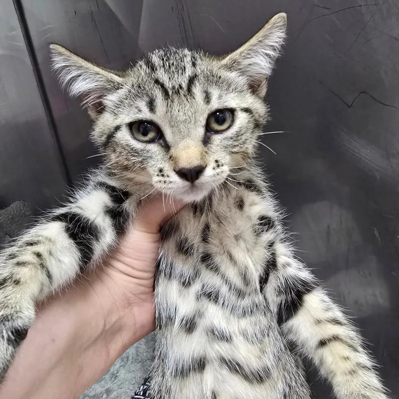 A baby small-sized male Gray / Blue / Silver Domestic Short Hair cat named Milk Dudley for adoption in Marble, NC