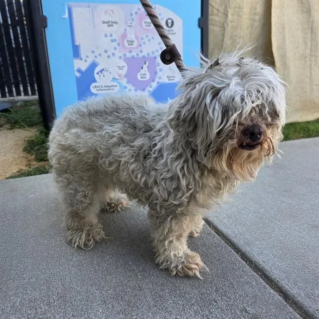 A senior small-sized female Shih Tzu dog named Lilly for adoption in Long Beach, CA