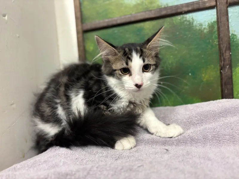 A baby small-sized male Domestic Short Hair cat named Rain for adoption in Houston, TX