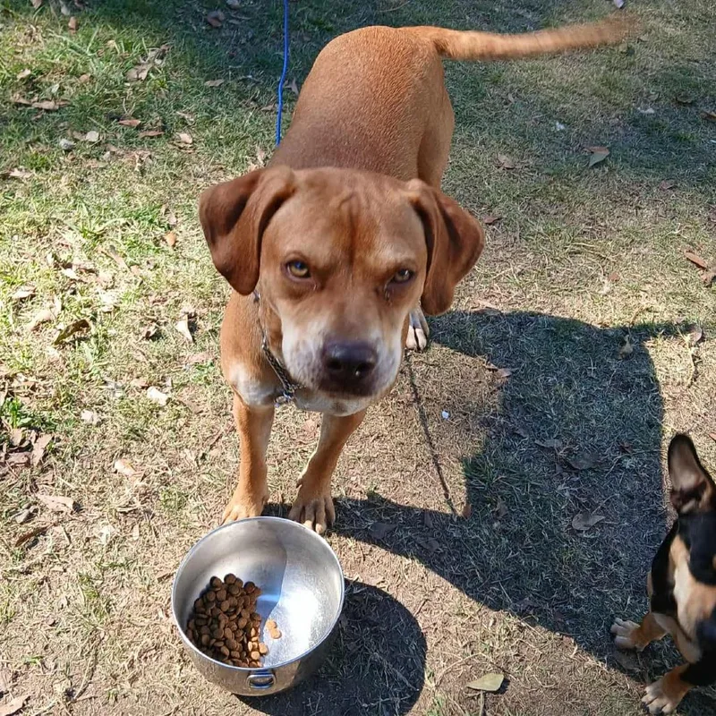 A young medium-sized female Yellow / Tan / Blond / Fawn Mixed Breed dog named Layla for adoption in Columbus, GA