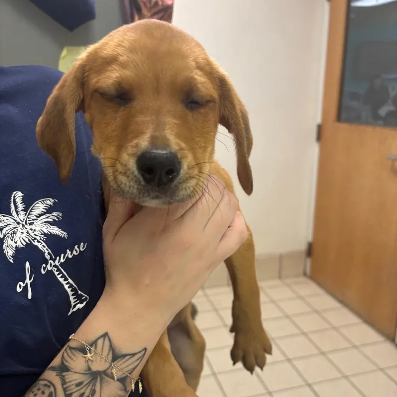 A baby small-sized male Yellow / Tan / Blond / Fawn Mixed Breed dog named Calvin for adoption in Charleston, WV