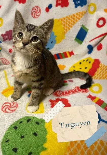 Targaryen